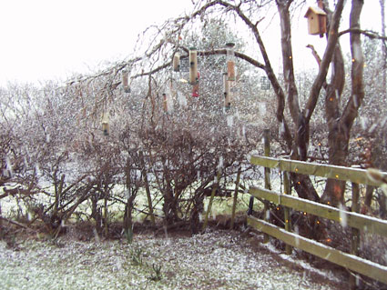 Patchings in the snow