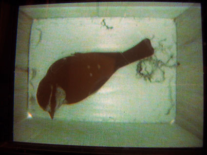 blue tit in nest box