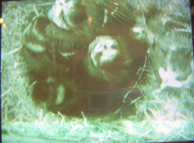 10th June Nest cam picture