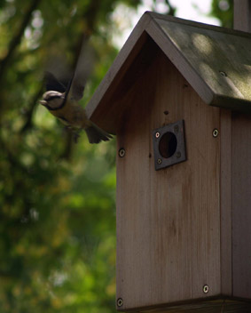 Outside of nest box