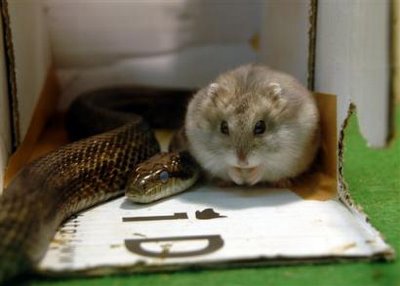 Hamster and snake