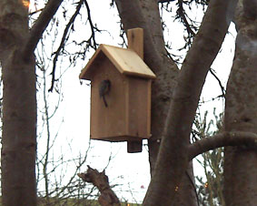 nest box 20/03/05