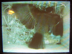 nest-cam 28/03/05 wriggling