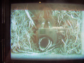 nest-cam 02/04/05