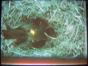nest cam 10/04/05