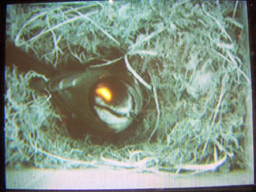 nest cam 10/04/05