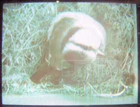 looking at the camera