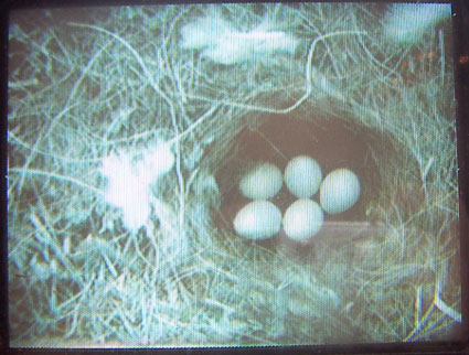 Five eggs