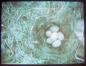 Six eggs