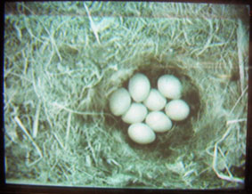 eight eggs