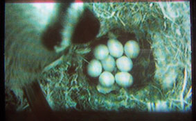 nest cam 11/05/05